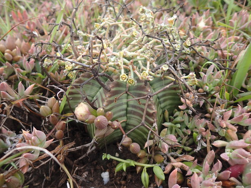 Image of Euphorbia meloformis by (c) Mahomed Desai, some rights reserved (CC BY)