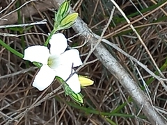Orianthera campanulata