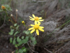 Cineraria erodioides
