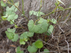 Cineraria erodioides
