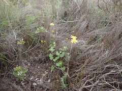Cineraria erodioides