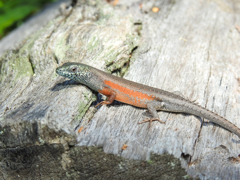 Open-Litter Rainbow-Skink