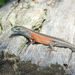 Open-litter Rainbow-Skink - Photo (c) Scott W. Gavins, some rights reserved (CC BY-NC), uploaded by Scott W. Gavins