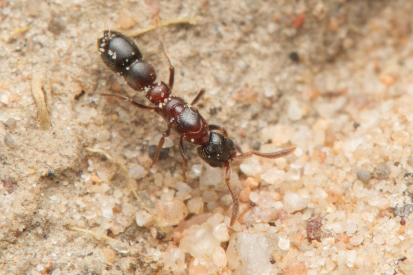 Lioponera longitarsus
