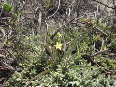 Hypoxis stellipilis