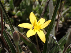 Hypoxis stellipilis