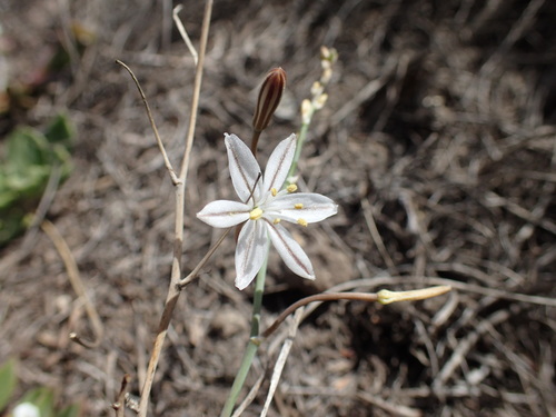 Image of Trachyandra saltii by (c) Mahomed Desai, some rights reserved (CC BY)