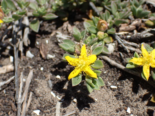 Image of Aizoon rigidum by (c) Mahomed Desai, some rights reserved (CC BY)