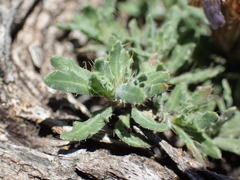 Blepharis procumbens