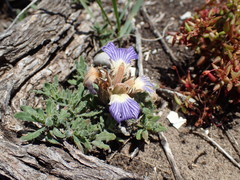 Blepharis procumbens