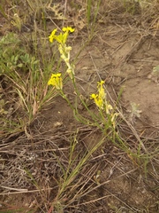 Erysimum quadrangulum