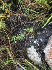 Silene burchellii