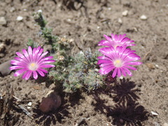 Trichodiadema intonsum