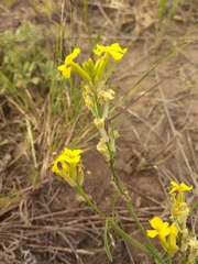 Erysimum quadrangulum
