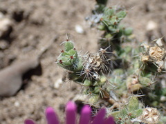 Trichodiadema intonsum
