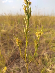 Erysimum quadrangulum