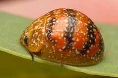 Paropsis obsoleta