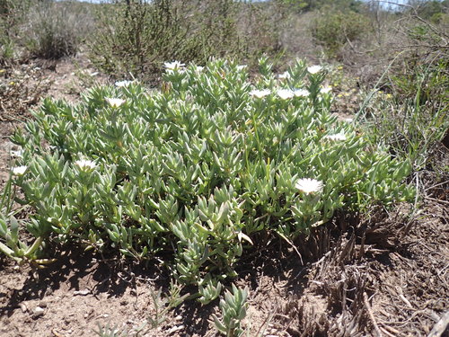 Image of Delosperma litorale by (c) Mahomed Desai, some rights reserved (CC BY)