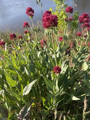 Centranthus ruber
