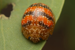Paropsis obsoleta