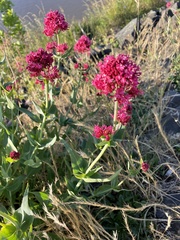 Centranthus ruber