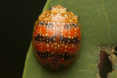 Paropsis obsoleta