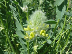 Astragalus vulpinus