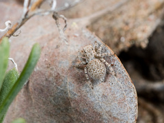 Aelurillus andreevae