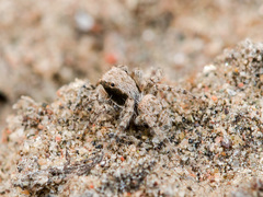 Aelurillus andreevae