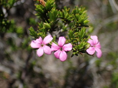 Acmadenia obtusata