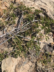 Searsia rigida rigida