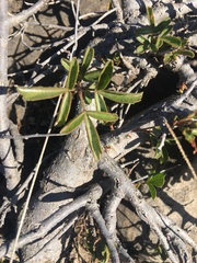 Searsia rigida rigida