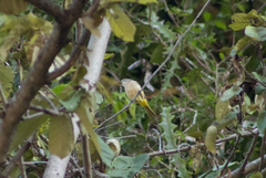 Pachycephala orpheus