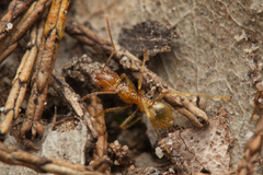 Aphaenogaster pythia