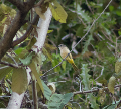 Pachycephala orpheus