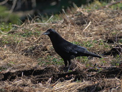 Corvus corone