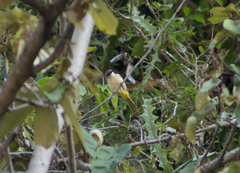 Pachycephala orpheus