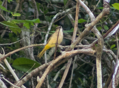 Pachycephala orpheus