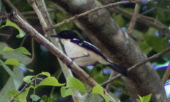 Saxicola gutturalis