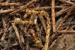 Aphaenogaster pythia