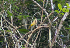 Pachycephala orpheus