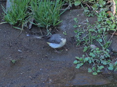 Motacilla cinerea