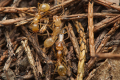 Aphaenogaster pythia