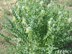 Astragalus vulpinus