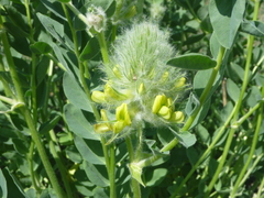 Astragalus vulpinus