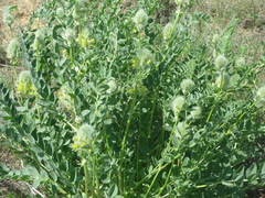 Astragalus vulpinus