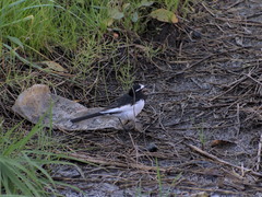 Motacilla grandis