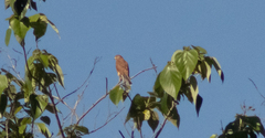 Falco moluccensis