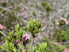 Acmadenia obtusata
