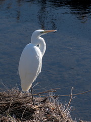 Ardea alba